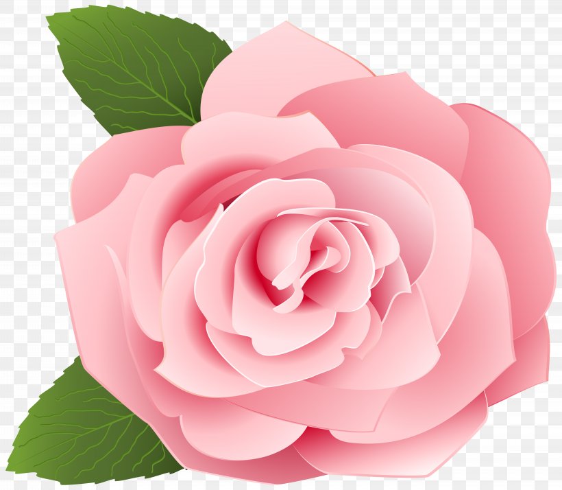 Garden Roses Centifolia Roses Clip Art, PNG, 8000x6972px, Rose, Camellia, Cut Flowers, Drawing, Floral Design Download Free