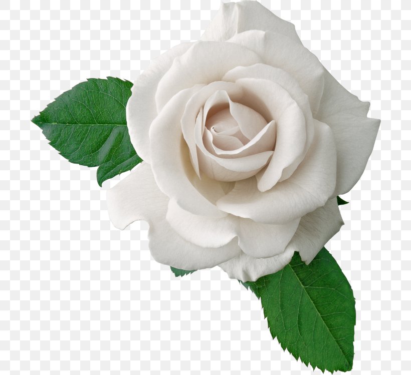 Rose Download Clip Art, PNG, 700x749px, Rose, China Rose, Cut Flowers, Document, Floribunda Download Free