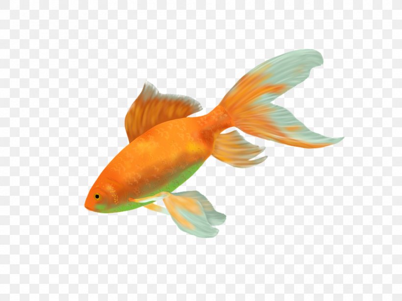 Goldfish Desktop Wallpaper, PNG, 960x720px, Goldfish, Aquarium, Bony Fish, Drawing, Feeder Fish Download Free