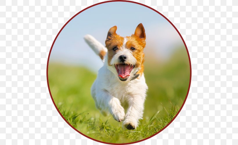 Jack Russell Terrier Parson Russell Terrier Irish Terrier Puppy, PNG, 500x500px, Jack Russell Terrier, Australian Terrier, Breed, Carnivoran, Companion Dog Download Free