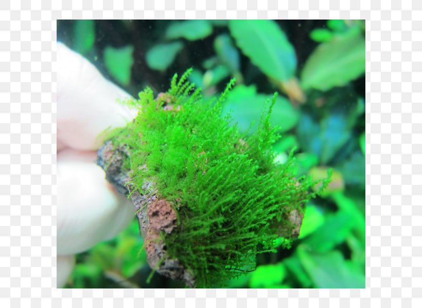 Moss Aquariums Green Algae Aquatic Plants, PNG, 600x600px, Moss, Algae, Aquarium, Aquariums, Aquatic Animal Download Free