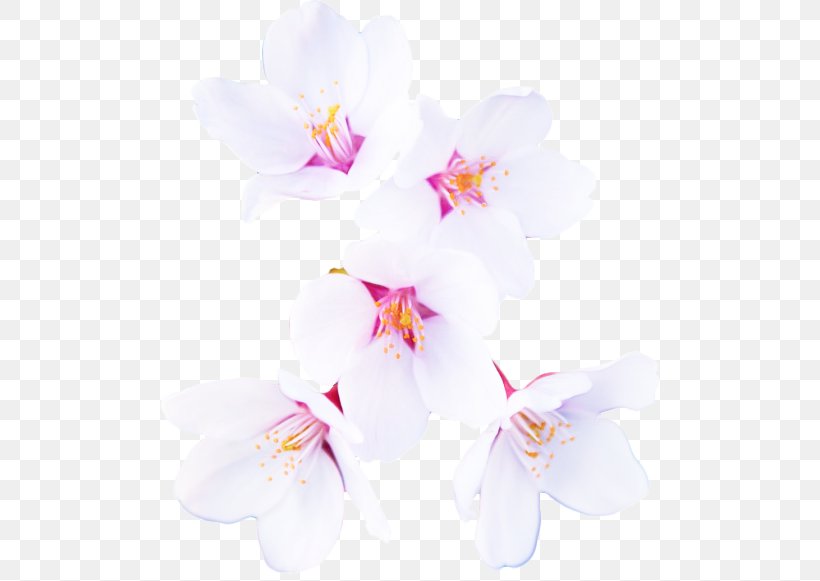 Petal White Flower Pink Plant, PNG, 500x581px, Petal, Blossom, Flower, Flowering Plant, Moth Orchid Download Free