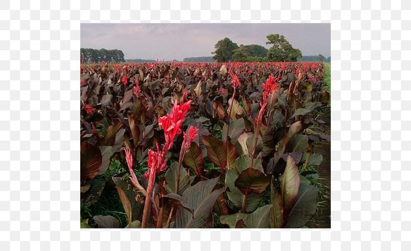 Canna Cash Crop, PNG, 500x500px, Canna, Agriculture, Canna Family, Canna Lily, Cash Download Free