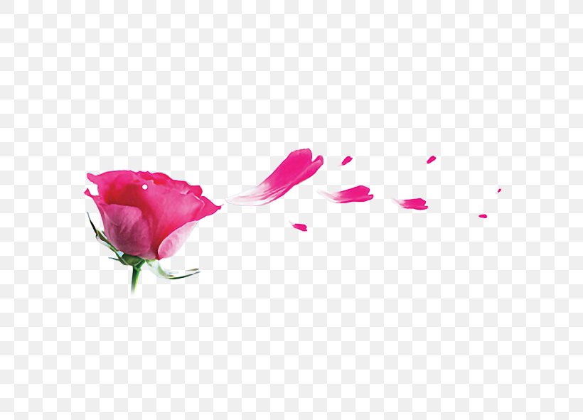 Garden Roses Beach Rose Pink Petal, PNG, 591x591px, Garden Roses, Beach Rose, Floral Design, Flower, Flower Arranging Download Free