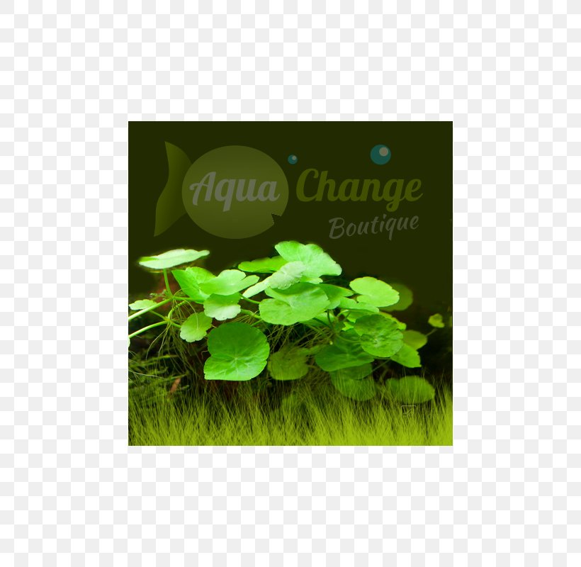 Herb Leaf Annual Plant Text Messaging, PNG, 800x800px, Herb, Annual Plant, Grass, Green, Herbal Download Free