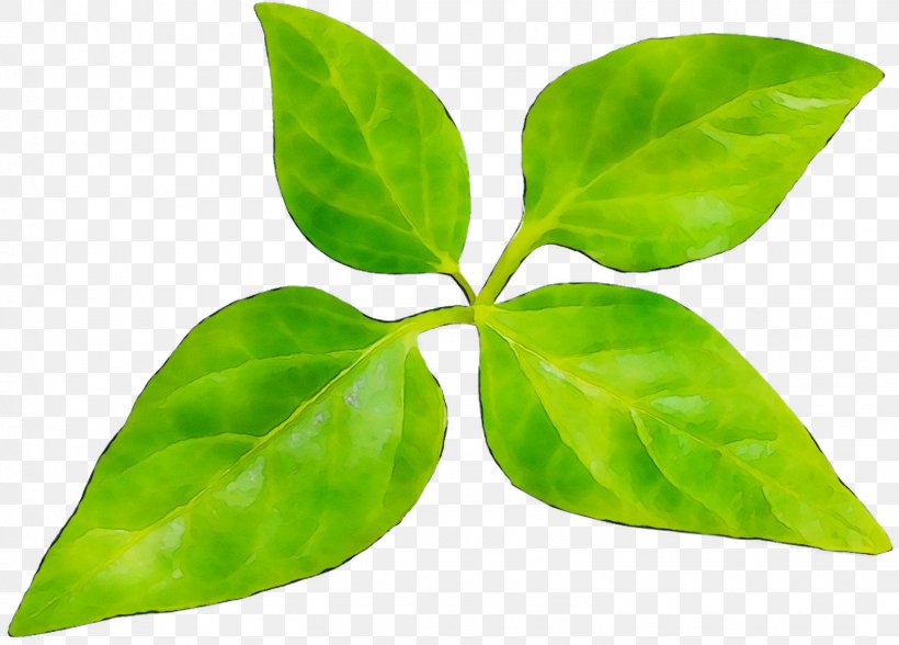 Leaf Plant Stem Plants, PNG, 1553x1115px, Leaf, Flower, Flowering Plant, Green, Herb Download Free