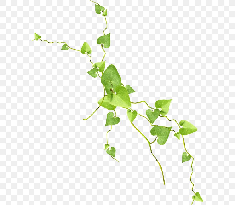 Leaf Rattan Tree Clip Art, PNG, 600x715px, Leaf, Branch, Color, Digital Image, Flora Download Free