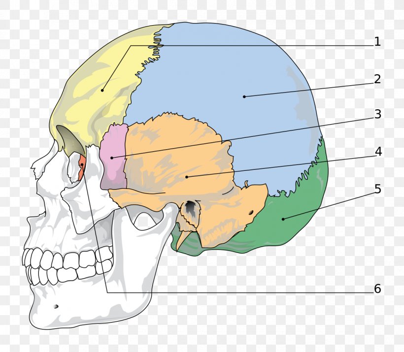 Skull Sphenoid Bone Facial Skeleton Parietal Bone, PNG, 1173x1024px, Watercolor, Cartoon, Flower, Frame, Heart Download Free