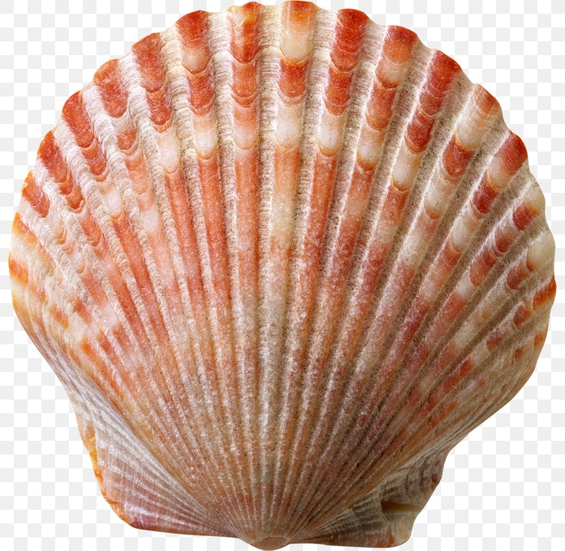 Chicago Seashell House Room, PNG, 796x800px, Chicago, Animal Product, Clam, Clams Oysters Mussels And Scallops, Cockle Download Free