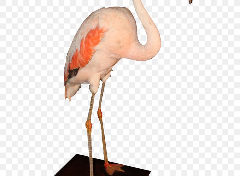 Columnist Socialite Flamingo Divers Photographer Canal+, PNG, 600x600px, Columnist, Beak, Bird, Canal, Candle Download Free