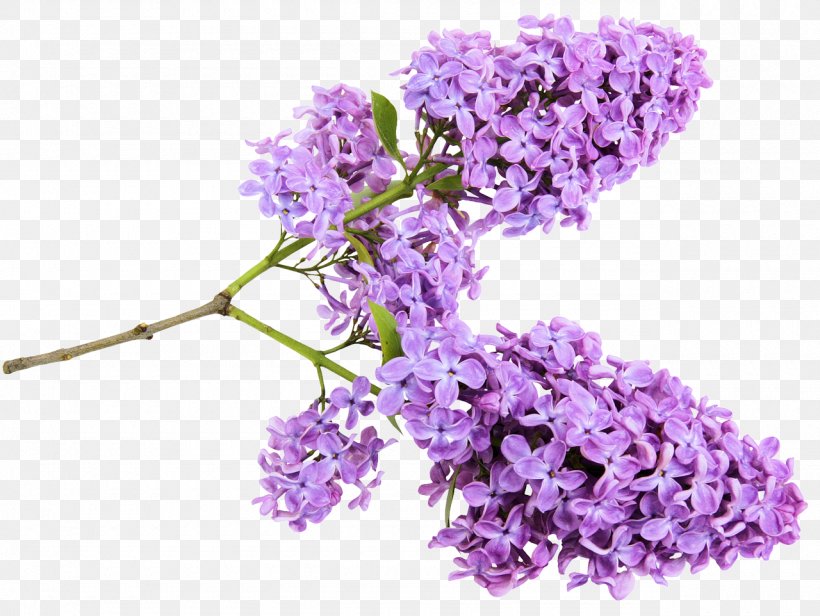 Common Lilac Clip Art Garden Flower, PNG, 1280x962px, Common Lilac, Branch, Document, English Lavender, Flower Download Free