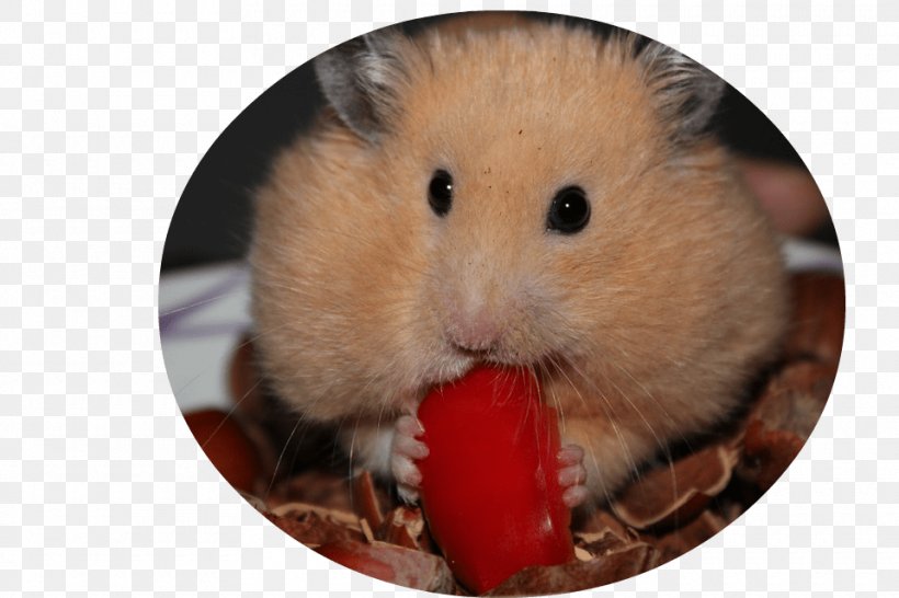 Golden Hamster Guinea Pig Rodent Pet Hamster, PNG, 960x640px, Hamster, Bedding, Dormouse, Fauna, Fur Download Free