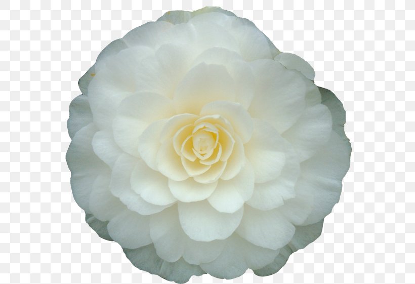 Rolf Büns Japanese Camellia White Double-flowered Plant, PNG, 600x561px, Japanese Camellia, Bedburghau, Camellia, Color, Doubleflowered Download Free