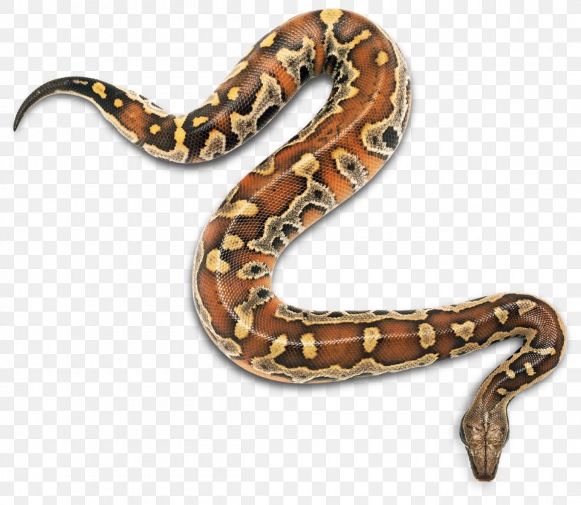 Snakes Snakebite Ilha Da Queimada Grande Reptile Child, PNG, 1200x1044px, Snakes, Ball Python, Black Rat Snake, Boa, Boa Constrictor Download Free