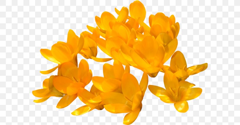 Yellow Crocus Orange Rose Flower, PNG, 600x429px, Yellow, Blue, Color, Crocus, Flower Download Free