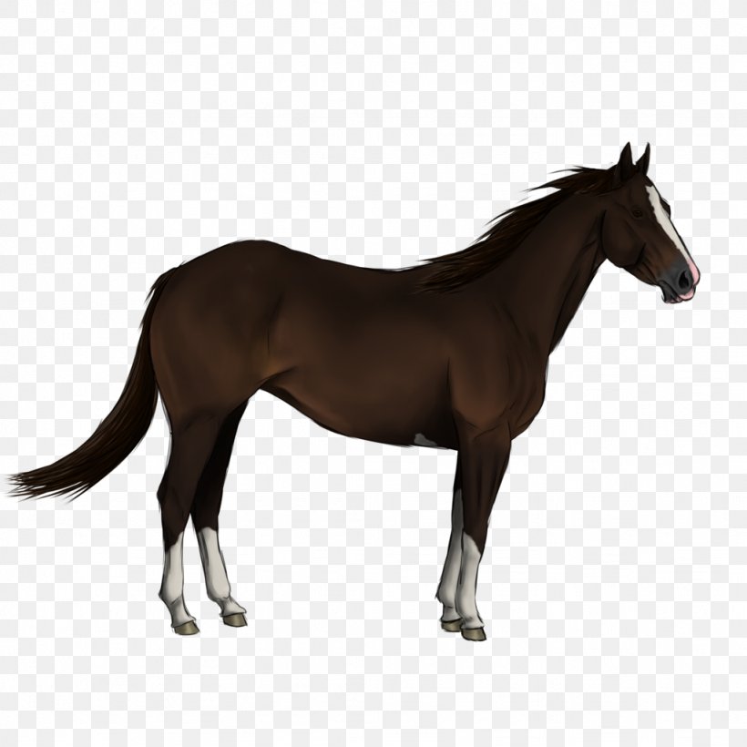 Andalusian Horse Friesian Horse Arabian Horse Shire Horse Entlebucher Mountain Dog, PNG, 1024x1024px, Andalusian Horse, Arabian Horse, Bay, Black, Breed Download Free
