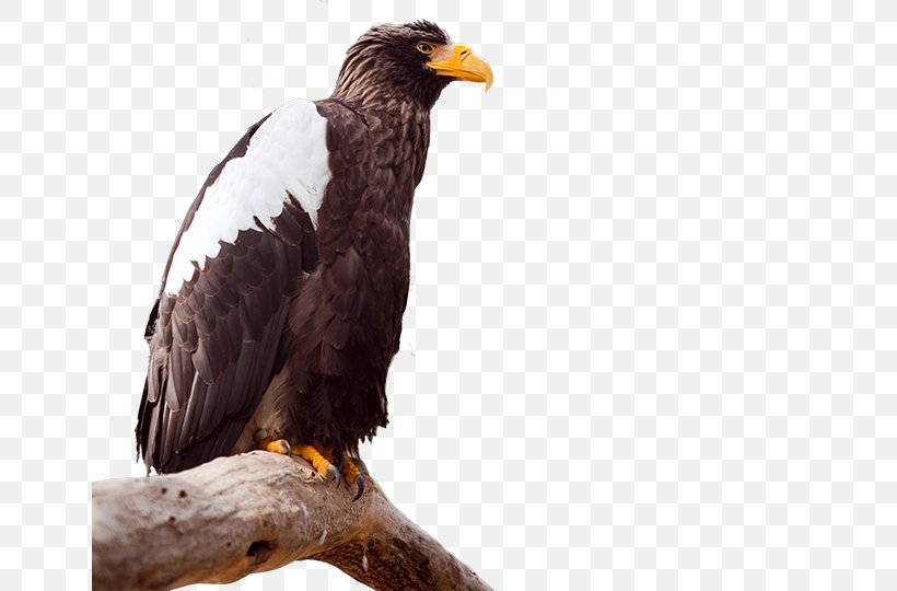 Bald Eagle Bird Steller's Sea Eagle White-tailed Eagle, PNG, 651x540px, Bald Eagle, Accipitridae, Accipitriformes, Beak, Bird Download Free