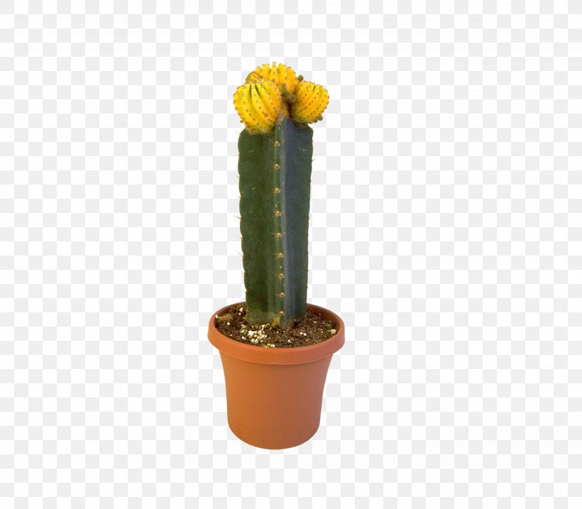 Cactaceae Eastern Prickly Pear Triangle Cactus Succulent Plant Flowerpot, PNG, 2835x2480px, Cactaceae, Acanthocereus, Cactus, Caryophyllales, Eastern Prickly Pear Download Free