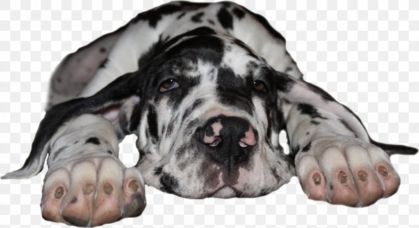 Great Dane Dog Breed Guard Dog Non-sporting Group Snout, PNG, 1000x545px, Great Dane, Breed, Carnivoran, Dog, Dog Breed Download Free