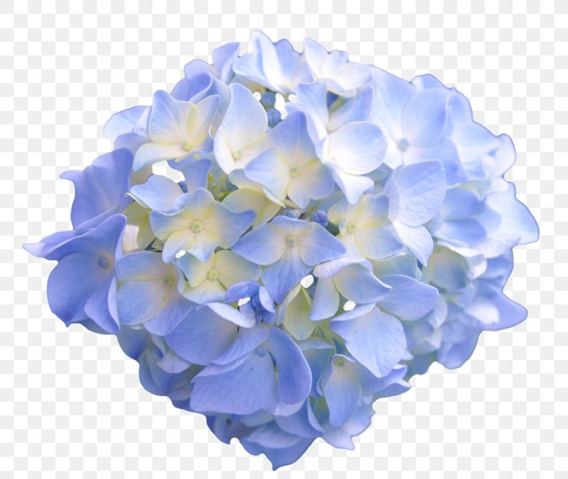 Ipomoea Nil Lilium Columbianum Flower Hydrangea Blue, PNG, 1024x865px, Ipomoea Nil, Blue, Common Daisy, Cornales, Cut Flowers Download Free