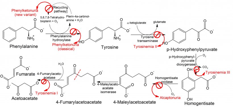Phenylketonuria [PKU] Phenylalanine Hydroxylase Alkaptonuria Tyrosine, PNG, 6286x2938px, Phenylketonuria Pku, Alkaptonuria, Amino Acid, Area, Diagram Download Free