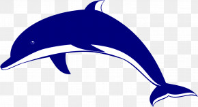 Bottlenose Dolphin Dolphin Short-beaked Common Dolphin Cetacea Common Dolphins PNG