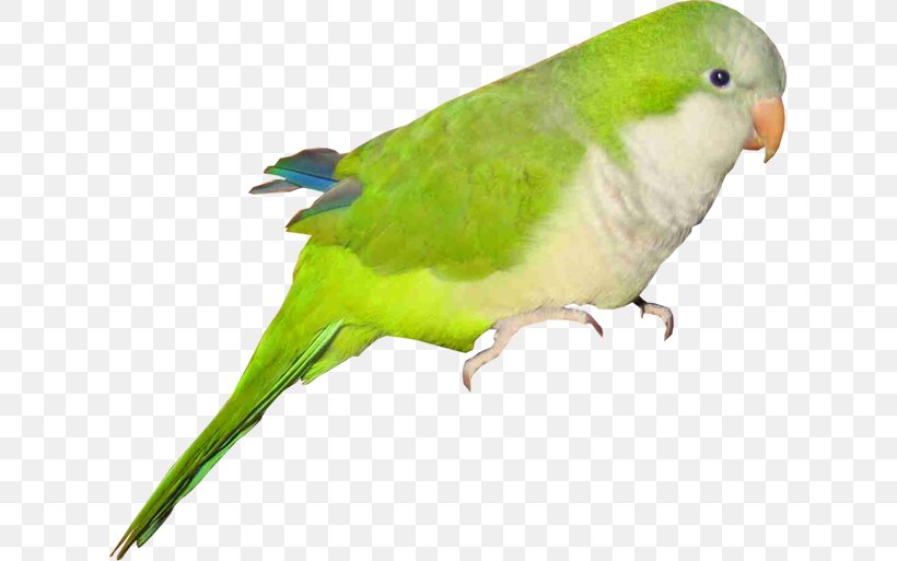 Budgerigar Lovebird Parrot Macaw, PNG, 619x513px, Budgerigar, Beak, Bird, Chart, Common Pet Parakeet Download Free