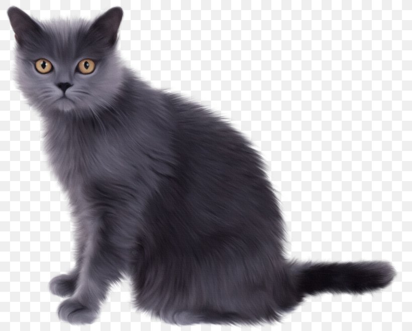 Chartreux British Shorthair Exotic Shorthair Kitten Persian Cat, PNG, 800x658px, Chartreux, Animal, Asian, Asian Semi Longhair, Black Cat Download Free