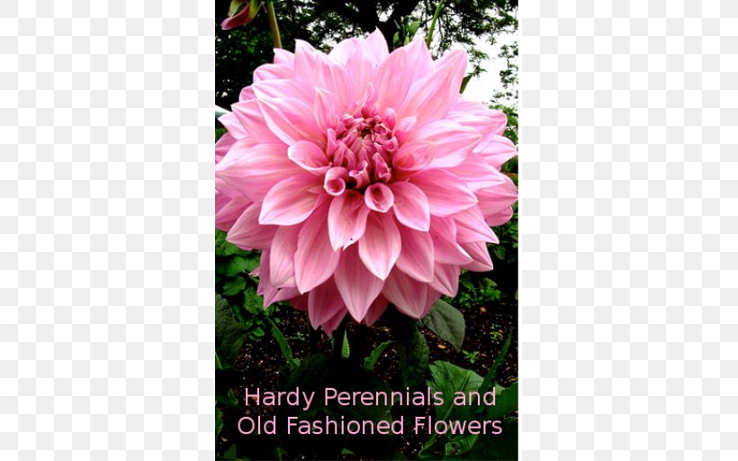 Dahlia Pinnata Flower Dahlia 'Bishop Of Llandaff' Tuber Perennial Plant, PNG, 512x512px, Dahlia Pinnata, Annual Plant, Asterales, Chrysanths, Dahlia Download Free