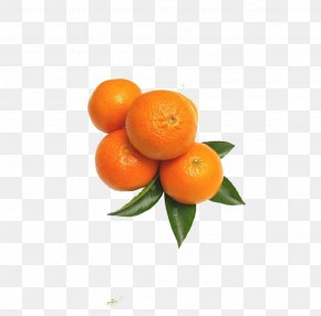 Orange Fruit Ganzi - Fruit Tree Orange Banana PNG