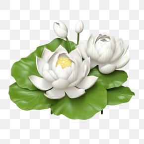 Lotus Flower - Beautiful White Lotus Flowers With Green Leaves PNG