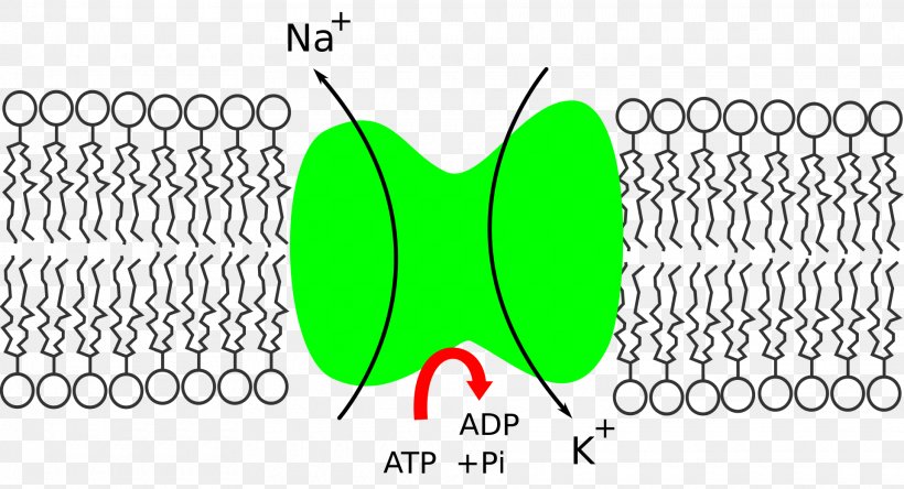 Na+/K+-ATPase Potassium Sodium Enzyme, PNG, 1920x1040px, Nakatpase, Active Transport, Adenosine Triphosphate, Area, Atpase Download Free