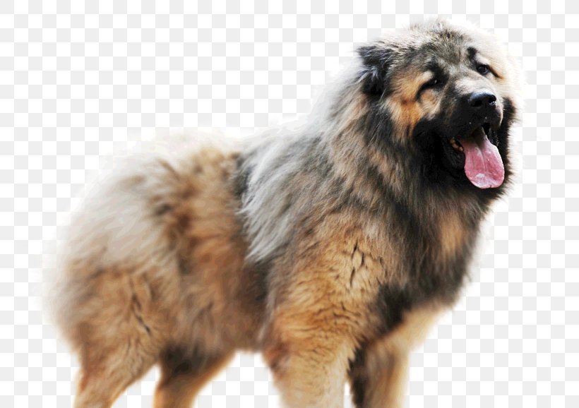 Estrela Mountain Dog Caucasian Shepherd Dog Sarplaninac Dog Breed Leonberger, PNG, 794x578px, Estrela Mountain Dog, Breed, Carnivoran, Caucasian Shepherd Dog, Cynology Download Free