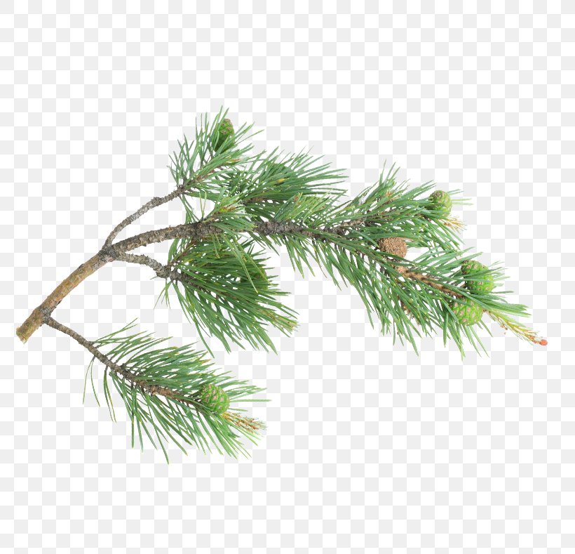 Fir Spruce Pine Christmas Ornament Christmas Day, PNG, 789x789px, Fir, Branch, Christmas Day, Christmas Ornament, Conifer Download Free