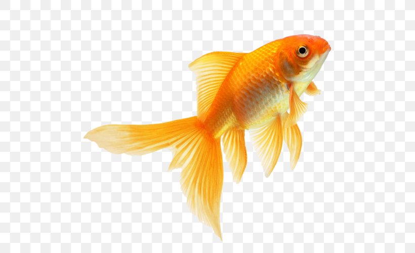 Goldfish Fin Download, PNG, 500x500px, Goldfish, Bony Fish, Digital Image, Feeder Fish, Fin Download Free