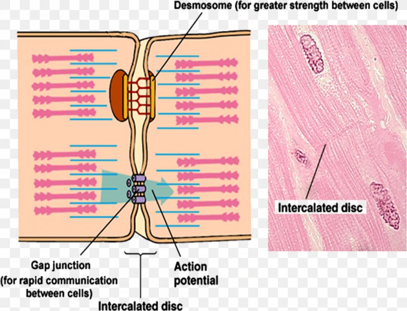 Intercalated Disc Gap Junction Cell Junction Neuromuscular Junction Anatomy, PNG, 1042x798px, Watercolor, Cartoon, Flower, Frame, Heart Download Free