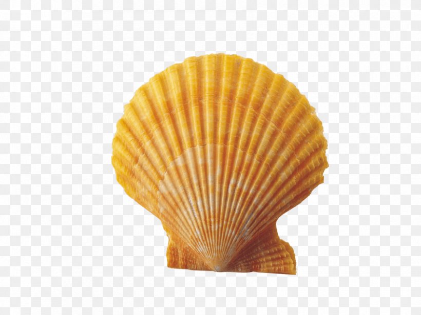 Seashell Clip Art, PNG, 850x638px, 3d Computer Graphics, Seashell, Clams Oysters Mussels And Scallops, Cockle, Conch Download Free