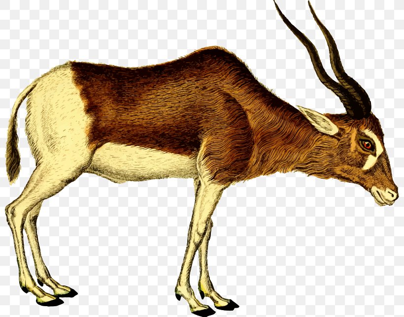 Antelope Pronghorn Deer Clip Art, PNG, 800x644px, Antelope, Animal, Antler, Cattle Like Mammal, Cow Goat Family Download Free