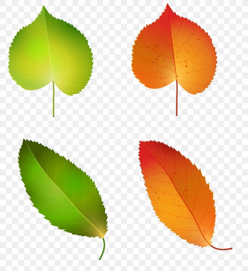 Autumn Leaf Color Green Yellow Clip Art, PNG, 6528x7139px, Leaf, Autumn, Autumn Leaf Color, Flower, Green Download Free