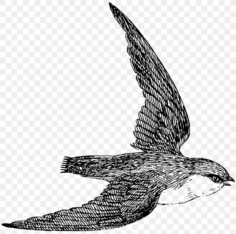 Chimney Swift Clip Art, PNG, 900x894px, Chimney Swift, Accipitriformes, Bald Eagle, Beak, Bird Download Free