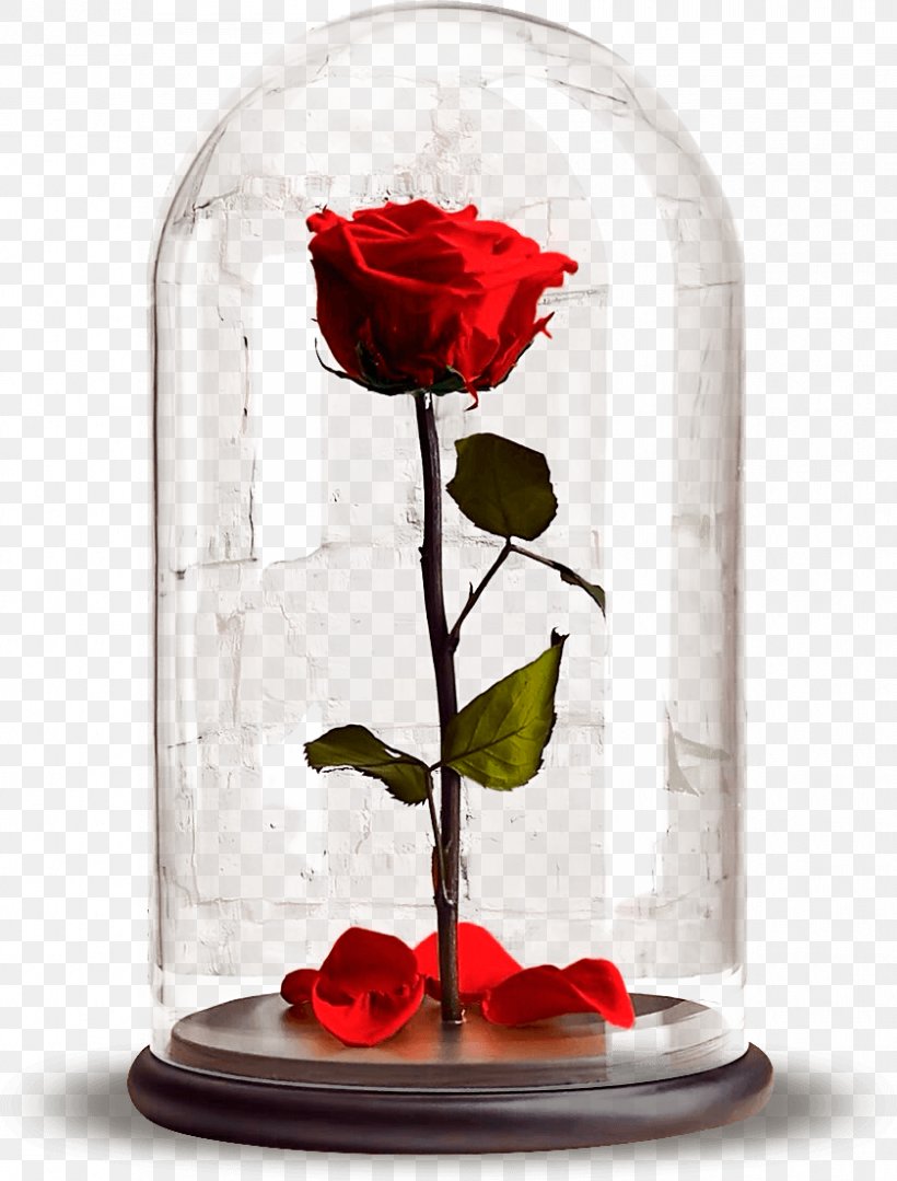 Garden Roses Laboratory Flasks Hydroponics Бутон Flower, PNG, 839x1105px, Watercolor, Cartoon, Flower, Frame, Heart Download Free