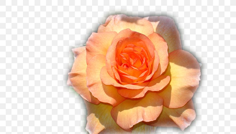 Garden Roses Parc De Cervantes Flower, PNG, 700x467px, Garden Roses, Cut Flowers, Description, Flower, Hybrid Tea Rose Download Free