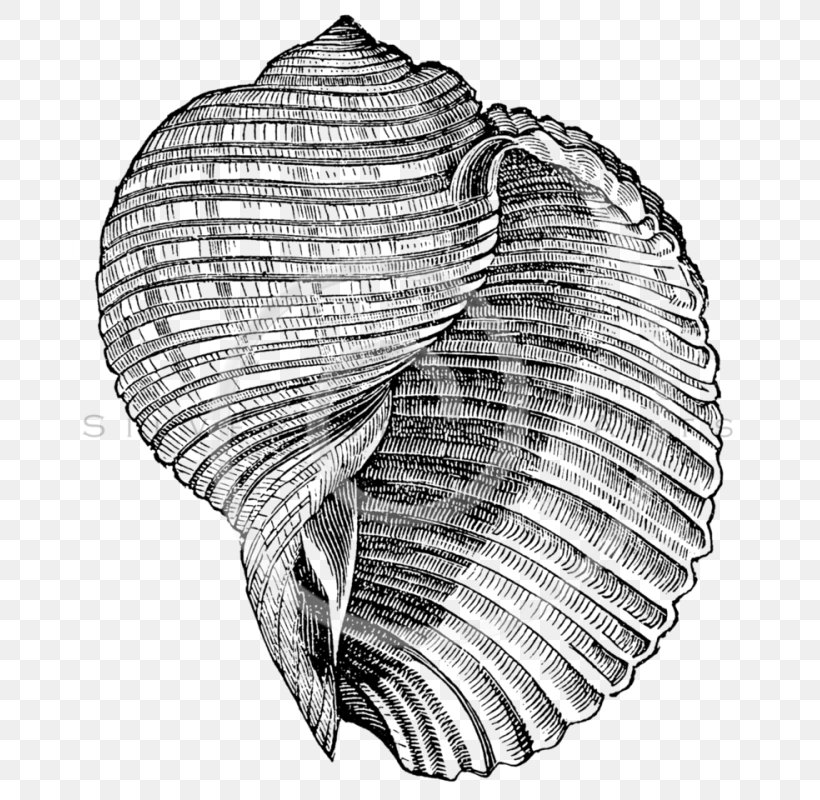 Seashell Poster Image Art Illustration, PNG, 675x800px, Seashell, Art, Beach, Black And White, Clam Download Free