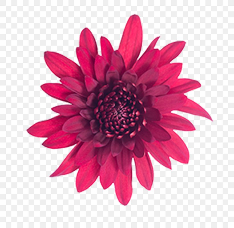 Transvaal Daisy Stock Photography Royalty-free, PNG, 800x800px, Transvaal Daisy, Chrysanthemum, Chrysanths, Cut Flowers, Dahlia Download Free