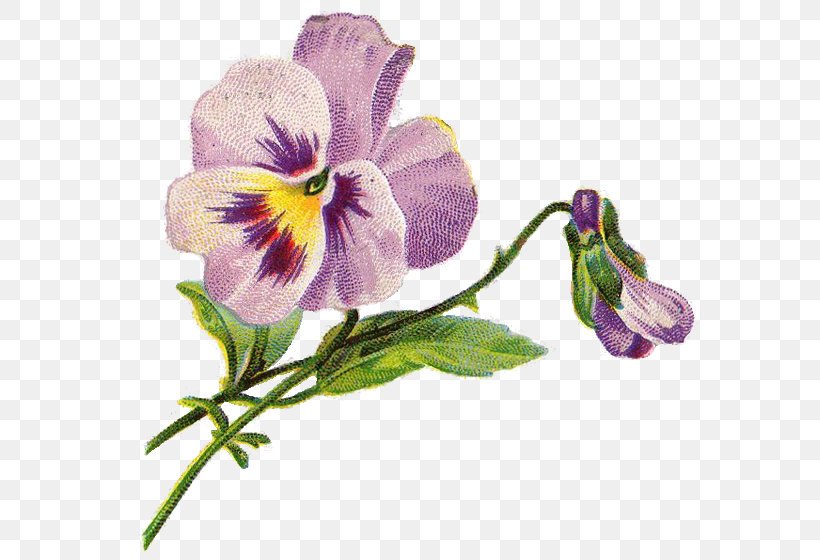 Pansy Flower Clip Art, PNG, 589x560px, Pansy, Antique, Art, Botanical Illustration, Flora Download Free