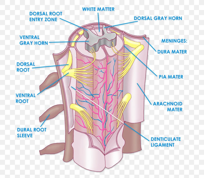 The Spinal Cord Anatomy Vertebral Column Physiology, PNG, 750x713px, Watercolor, Cartoon, Flower, Frame, Heart Download Free