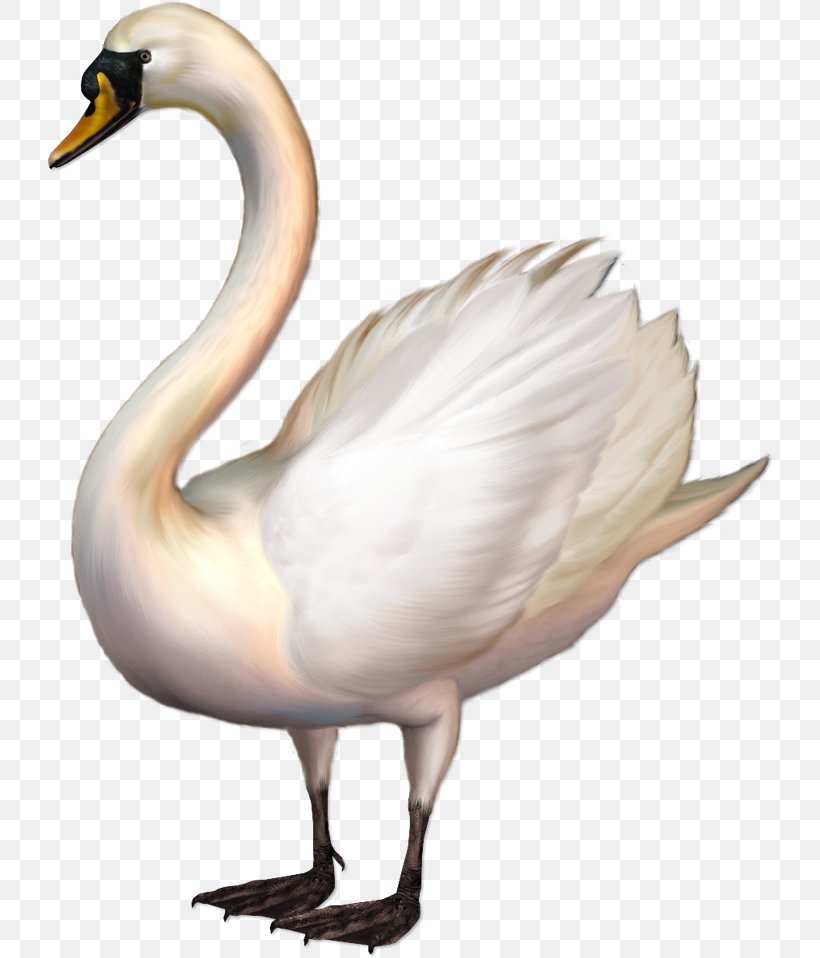 Whooper Swan Clip Art, PNG, 730x958px, Whooper Swan, Beak, Bird, Cygnini, Duck Download Free