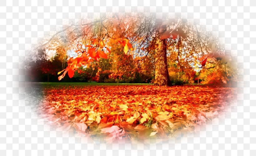 Autumn Desktop Wallpaper On This Day, PNG, 800x500px, Autumn, Flora, Floral Design, Flower, Landscape Download Free