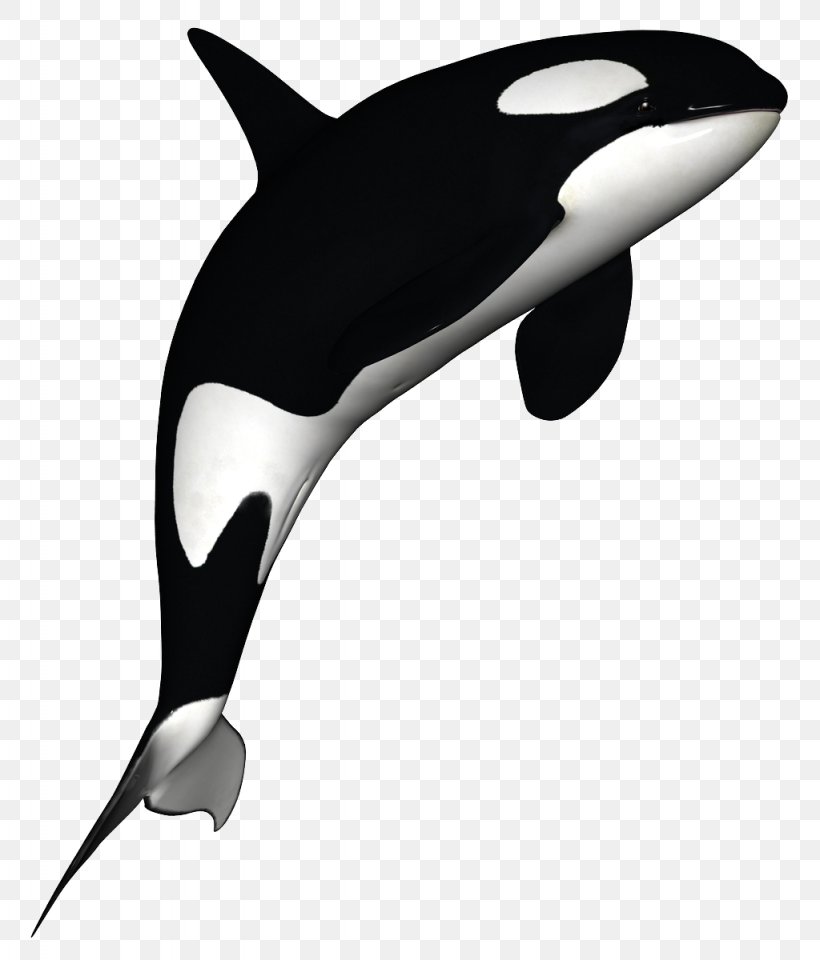 Dolphin Killer Whale Black And White, PNG, 1024x1200px, Killer Whale, Autocad Dxf, Black And White, Blue Whale, Cetacea Download Free