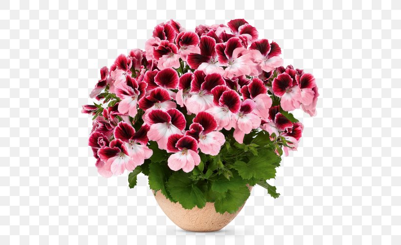 Flower Seed Bloody Crane's-bill Regal Pelargonium Garden Geranium, PNG, 500x500px, Flower, Annual Plant, Cut Flowers, Flowering Plant, Flowerpot Download Free